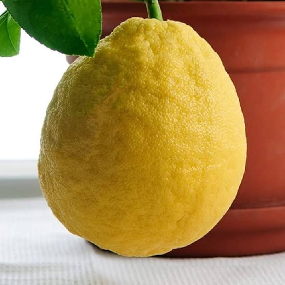 Baboon Lemon Citrus limon seeds for planting in home garden